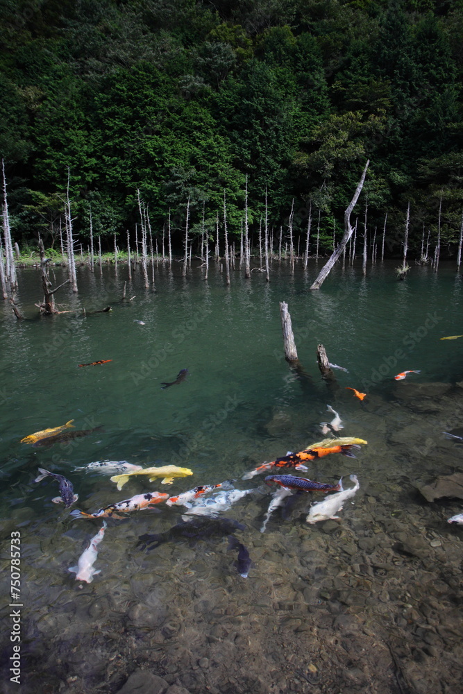 Naklejka premium 一ノ俣桜公園の水没林