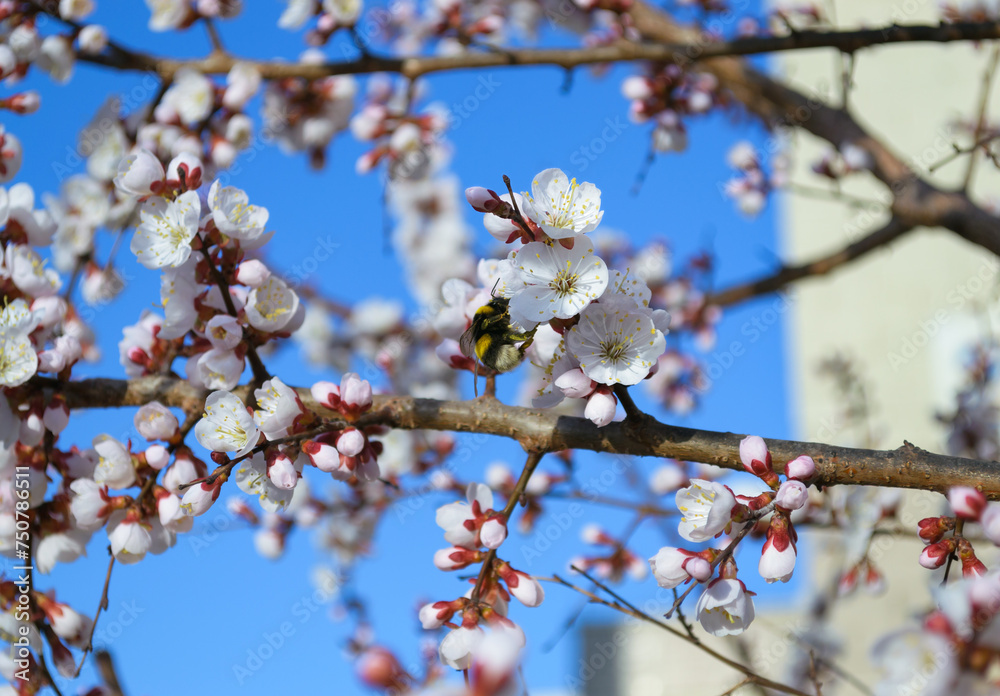 A bumblebee pollinates a white cherry flower A bumblebee pollinates a white cherry flower