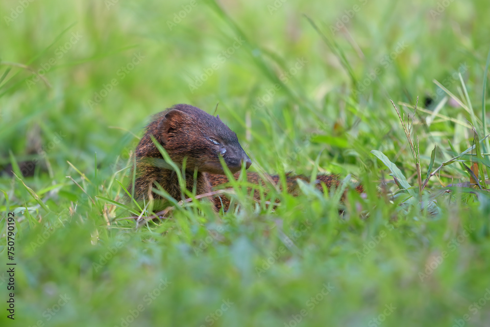 A mongoose with injured eyes resting on a bush