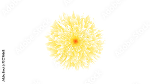 yellow flower on white