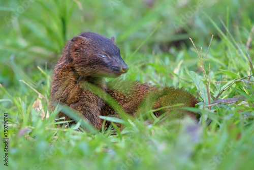 A mongoose with injured eyes resting on a bush photo