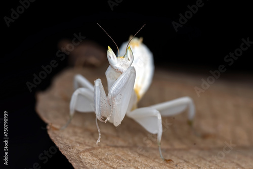 Fotografie Close up look of a flower mantis