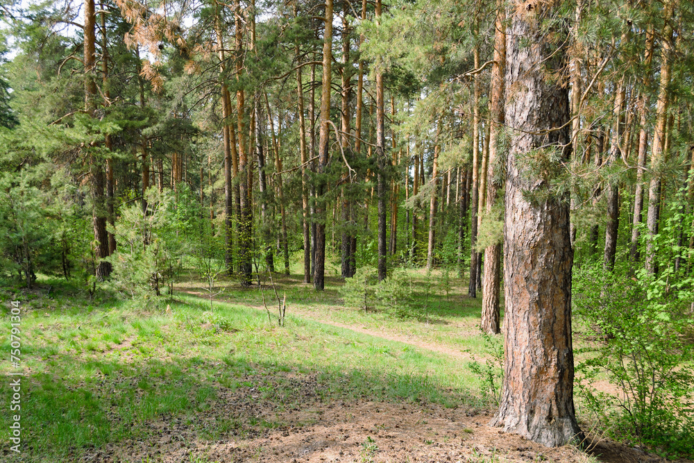 Forest scenic landscape in the thicket of a pine forest Forest scenic landscape in the thicket of a pine forest