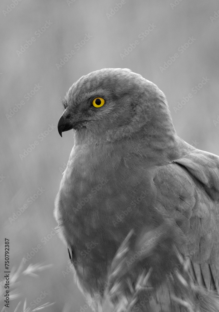 Fototapeta premium Montagu's harrier perched on rock at Bhigwan bird sanctuary, Maharashtra