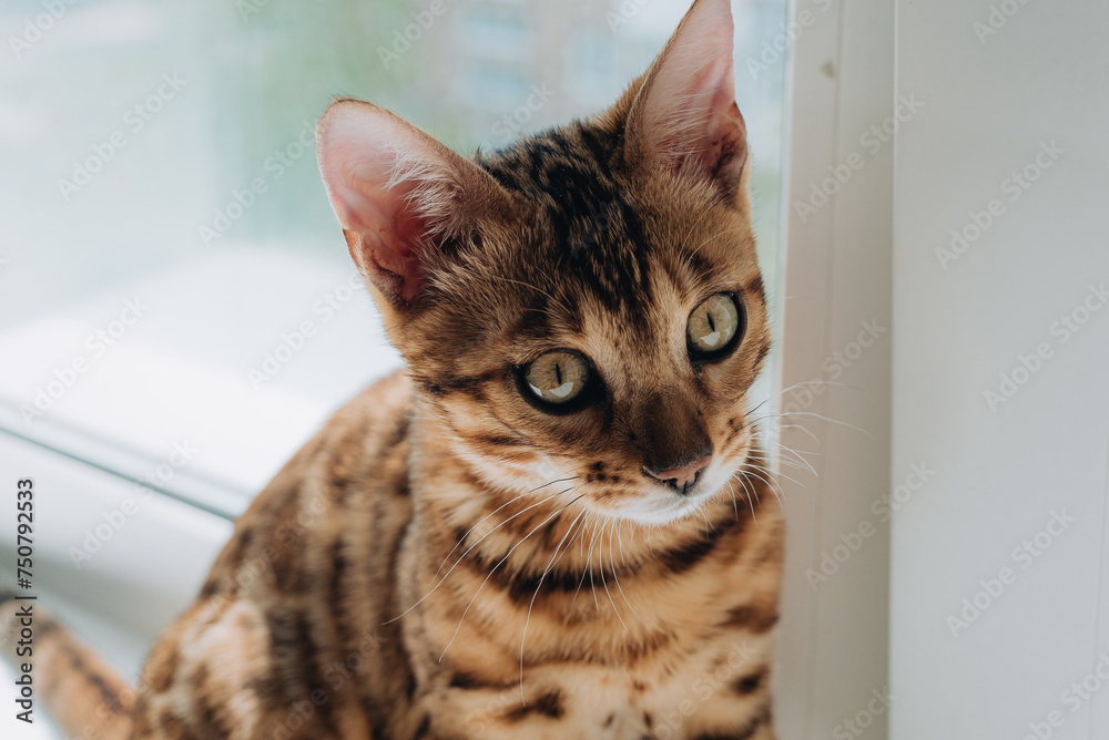 a small Bengal cat at home