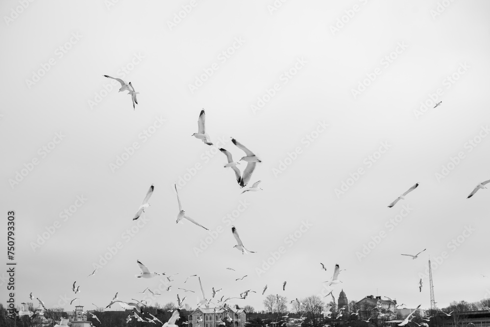 A flock of seagulls gathers in the winter, with some in flight and others perched, against a backdrop of distant buildings under an overcast sky. A flock of seagulls gathers in the winter, with some in flight and others perched, against a backdrop of distant buildings under an overcast sky.
