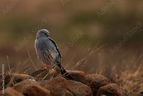 Montagu's harrier perched on rock at Bhigwan bird sanctuary, Maharashtra