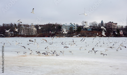 A flock of seagulls gathers in the winter, with some in flight and others perched, against a backdrop of distant buildings under an overcast sky. photo