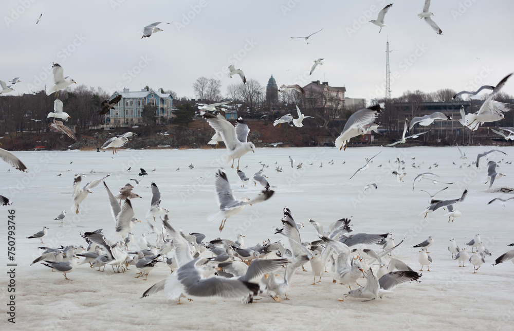 Fototapeta premium A flock of seagulls gathers in the winter, with some in flight and others perched, against a backdrop of distant buildings under an overcast sky.