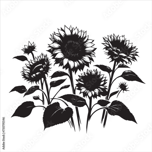 silhouettes of sunflower isolated on white background