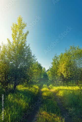 The rays of the summer sun illuminate a country road running among deciduous trees.