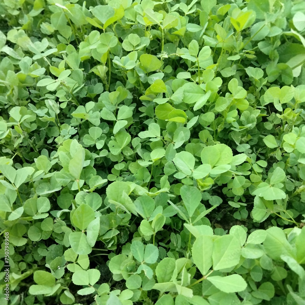 green leaves background green leaves background