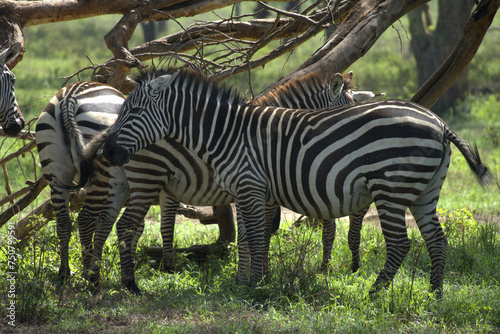 Zebra