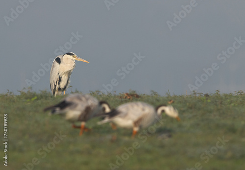 Selective focus on Grey heron with Bar-headed goose at the foreground Bhigwan bird sanctuary  India