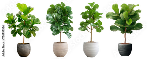 Fiddle Leaf Fig in a modern pot set on a white background, for interior decoration design. Plants grown indoors can help purify the air, making it fresh. Cut out PNG illustration on transparent photo