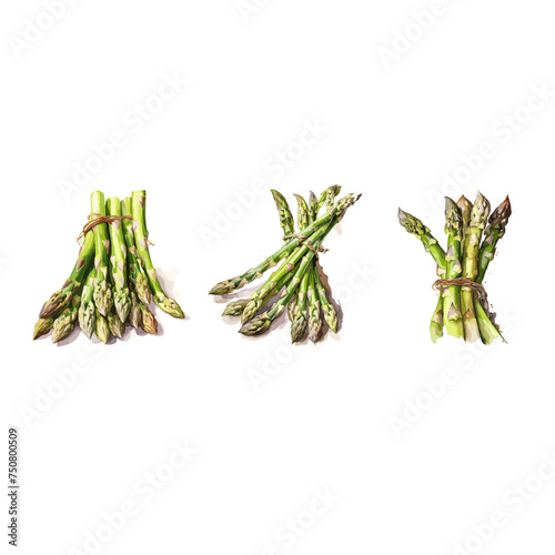Hand drawn vector set of bunch asparagus