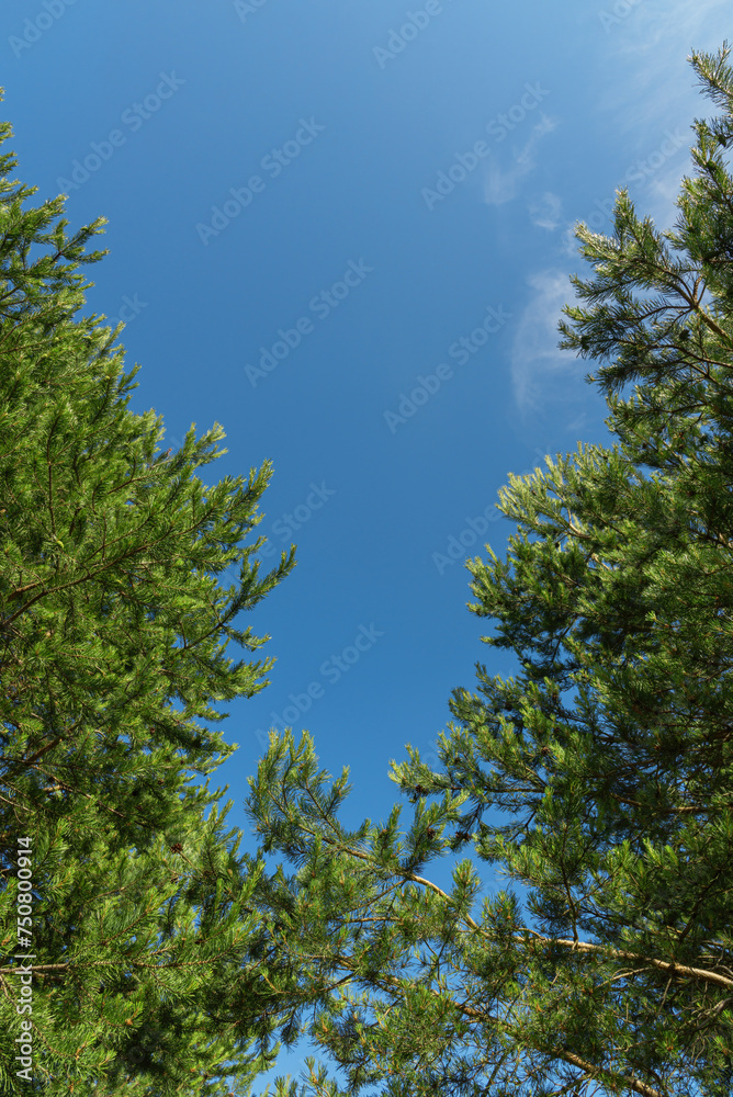 Green branches of spruce trees against a blue sky with a place for text.