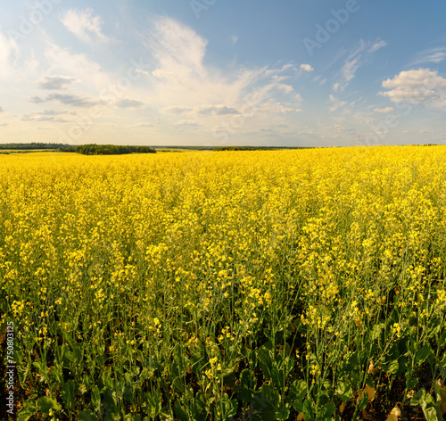 A blooming rapeseed field of bright yellow flowers  forest and sky.
