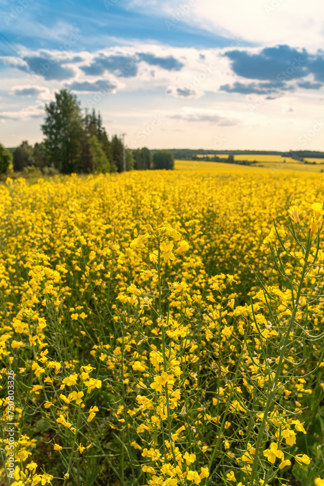 A blooming rapeseed field of bright yellow flowers, forest and sky.