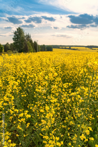 A blooming rapeseed field of bright yellow flowers, forest and sky.