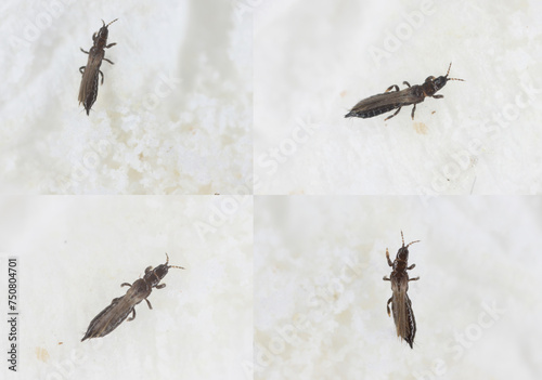 Limothrips denticornis. Thrips Thysanoptera. A microscopic insect that sucks the sap from plants. A pest of cereals and grasses. photo