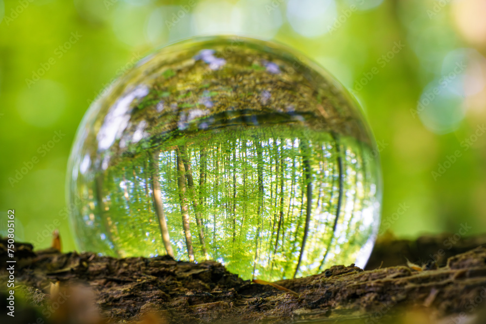 Environment Concept - Crystal Earth On moss In Forest With Ferns And Sunlight - Environment, save clean planet, ecology concept. . Environment Concept - Crystal Earth On moss In Forest With Ferns And Sunlight - Environment, save clean planet, ecology concept. .