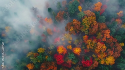 A bird's-eye view of a valley covered in mist, with trees in their autumn colors emerging through the fog, creating a dreamlike atmosphere.
