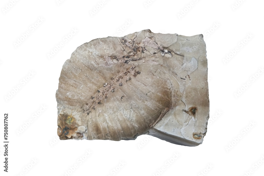 Softshell turtle fossil isolated on white background.