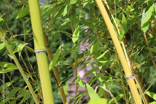 close up bamboo stem in a botanical garden