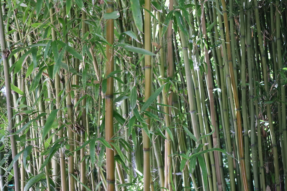Obraz premium close up bamboo stem in a botanical garden