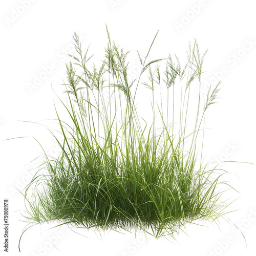 meadow grass field on a transparent background