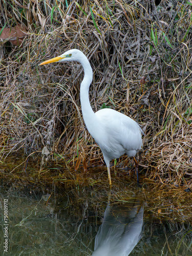 The Great Egret Ardea alba, also known as common egret, large egret or great white heron , is a large, widely distributed egret.