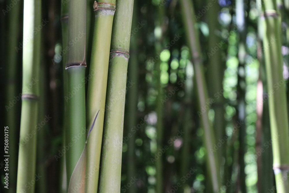 Obraz premium close up dense bamboo forest , exotic vegetation