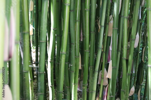 close up dense bamboo forest , exotic vegetation