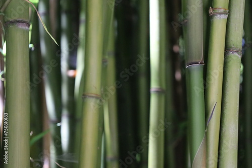 Fototapeta Naklejka Na Ścianę i Meble -  close up dense bamboo forest , exotic vegetation