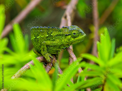 Rwenzori side-striped chameleon (Trioceros rudis) sitting on a branch. Perfectly matched in color with the surrounding colors.