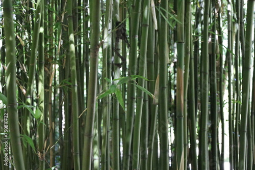 close up dense bamboo forest   exotic vegetation