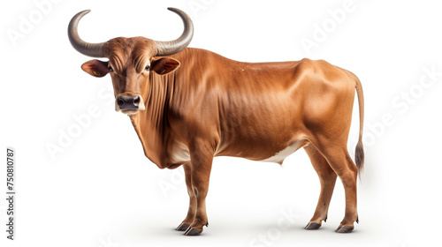 male banteng isolated on white background сreated with Generative Ai photo