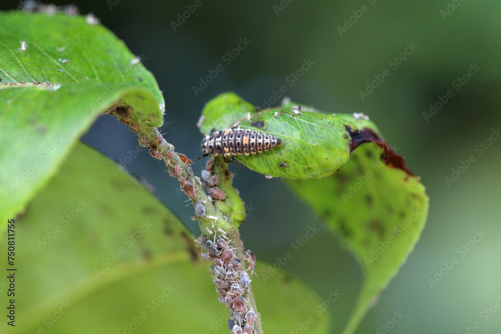 Pear grass aphid (Melanaphis pyraria) and a ladybug larva hunting for them. A colony of wingless insects on pear leaf and shoots. Pear grass aphid (Melanaphis pyraria) and a ladybug larva hunting for them. A colony of wingless insects on pear leaf and shoots.