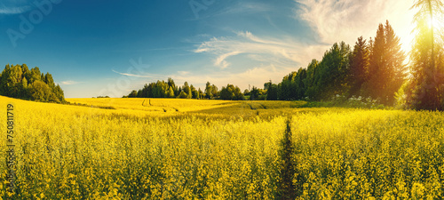 A blooming rapeseed field of bright yellow flowers, forest and sky. photo