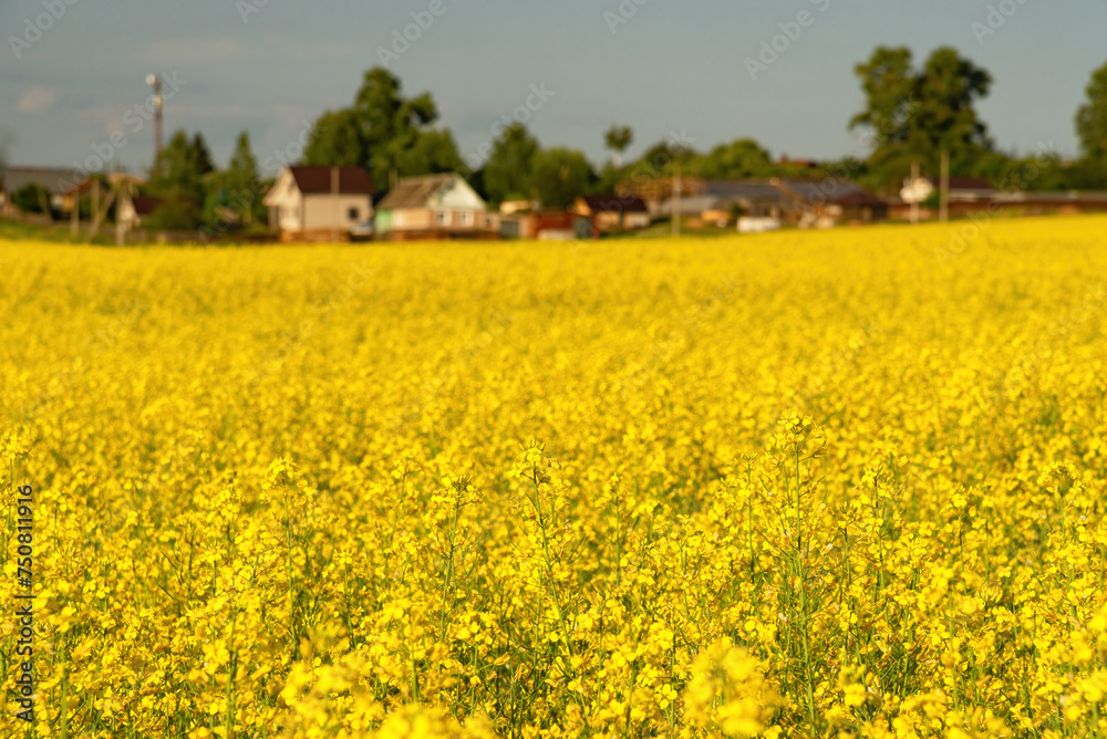 A bright yellow rapeseed field and a forest with houses on the edge.