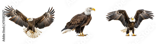 A collection of eagles in different poses on a transparent background