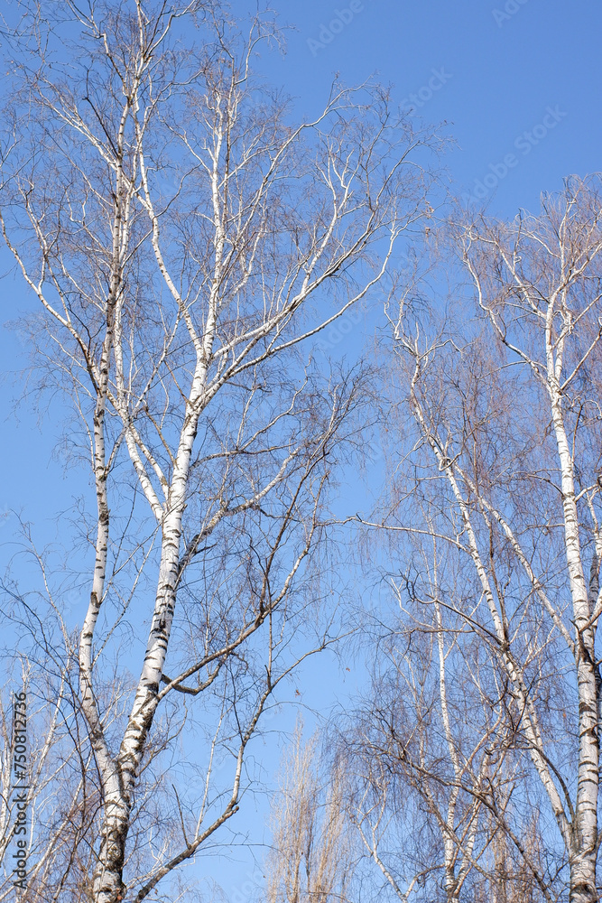 Birch trunk close-up Winter landscape in the forest