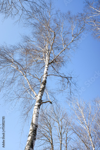 Fototapeta Naklejka Na Ścianę i Meble -  Birch trunk close-up Winter landscape in the forest