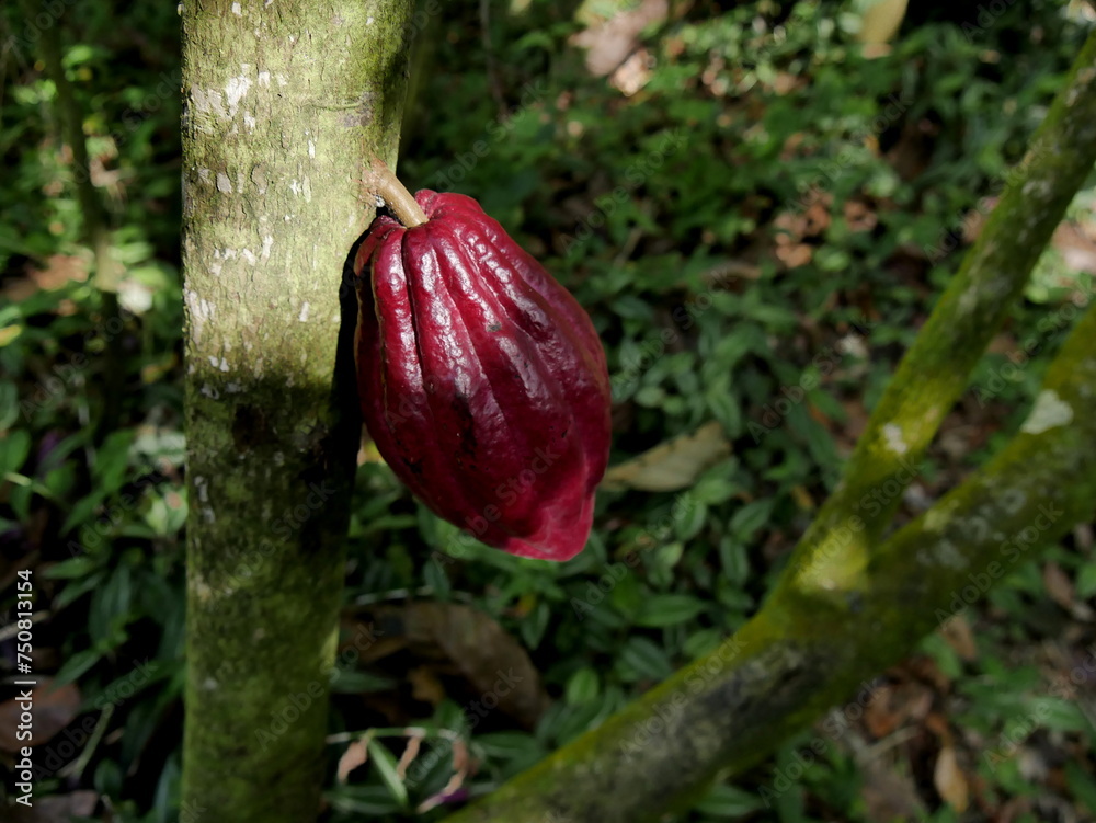isolated red criollo cacao pod growing on theobroma cacao tree isolated red criollo cacao pod growing on theobroma cacao tree