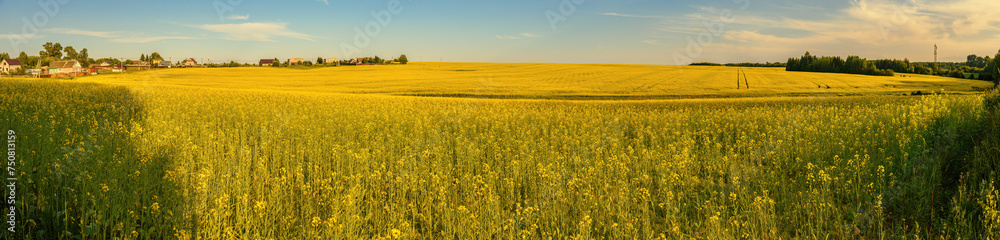 A blooming rapeseed field of bright yellow flowers, forest and sky. A blooming rapeseed field of bright yellow flowers, forest and sky.