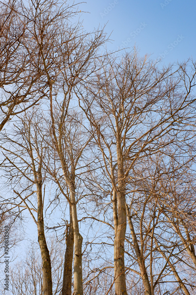 bare tree branches against a blue sky bare tree branches against a blue sky