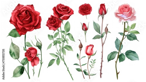 set of red roses