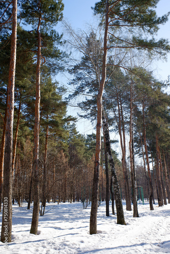 Pine forest Winter landscape in the forest.