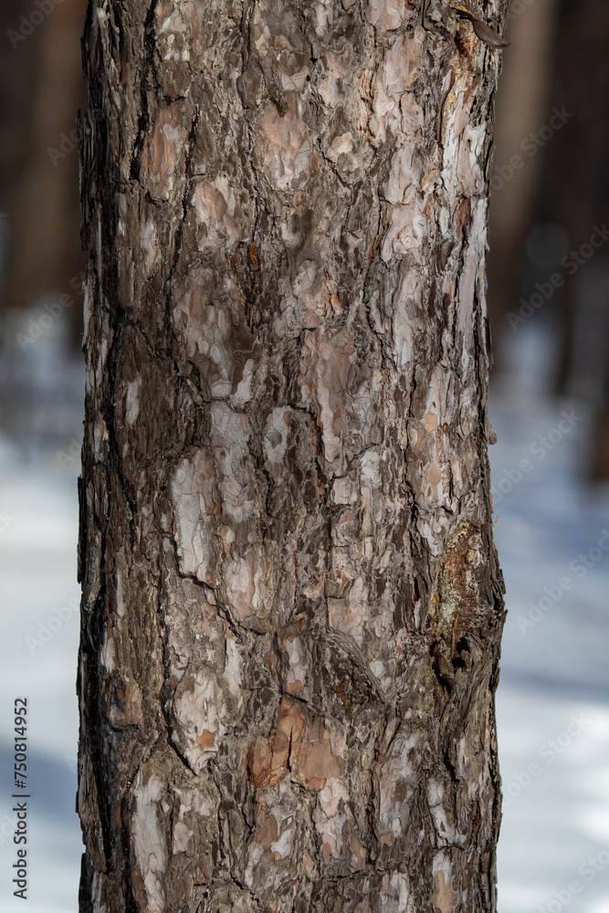 Pine forest Winter landscape in the forest. Pine forest Winter landscape in the forest.